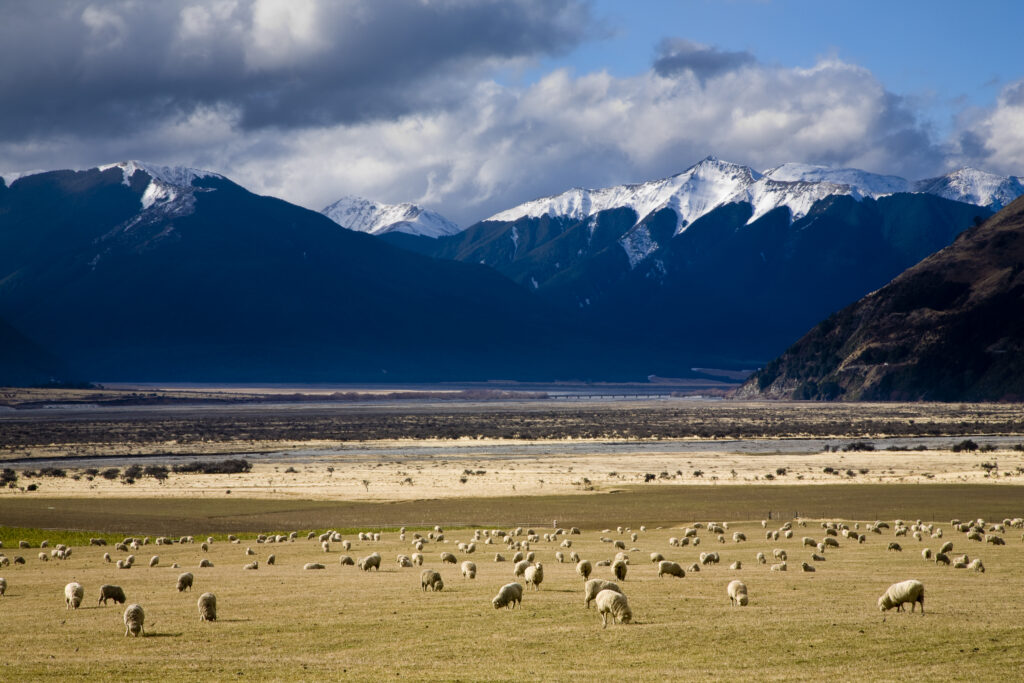 New Zealand, Canterbury, Arthur's Pass National Park. Sheep grazing in agriculture land with the snow covered mountains of the Arthur's Pass National Park in the distance.