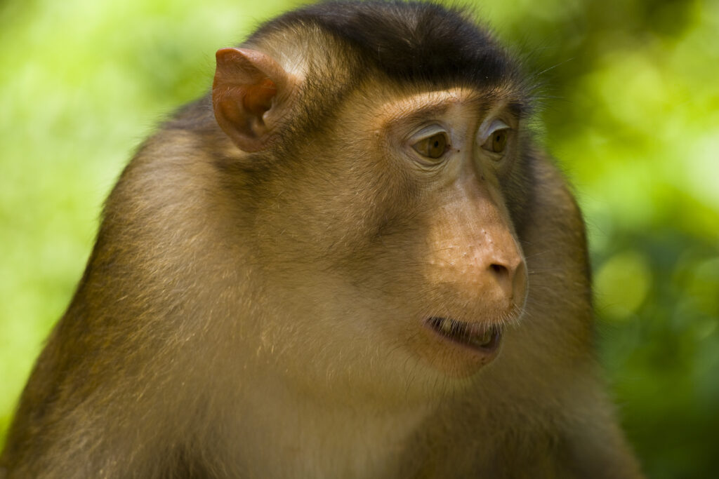 Sabah Malaysia, Borneo, Sepilok. Portrait of a pig tailed Macaque in the Sepilok Orangutan Rehabilitation Centre.