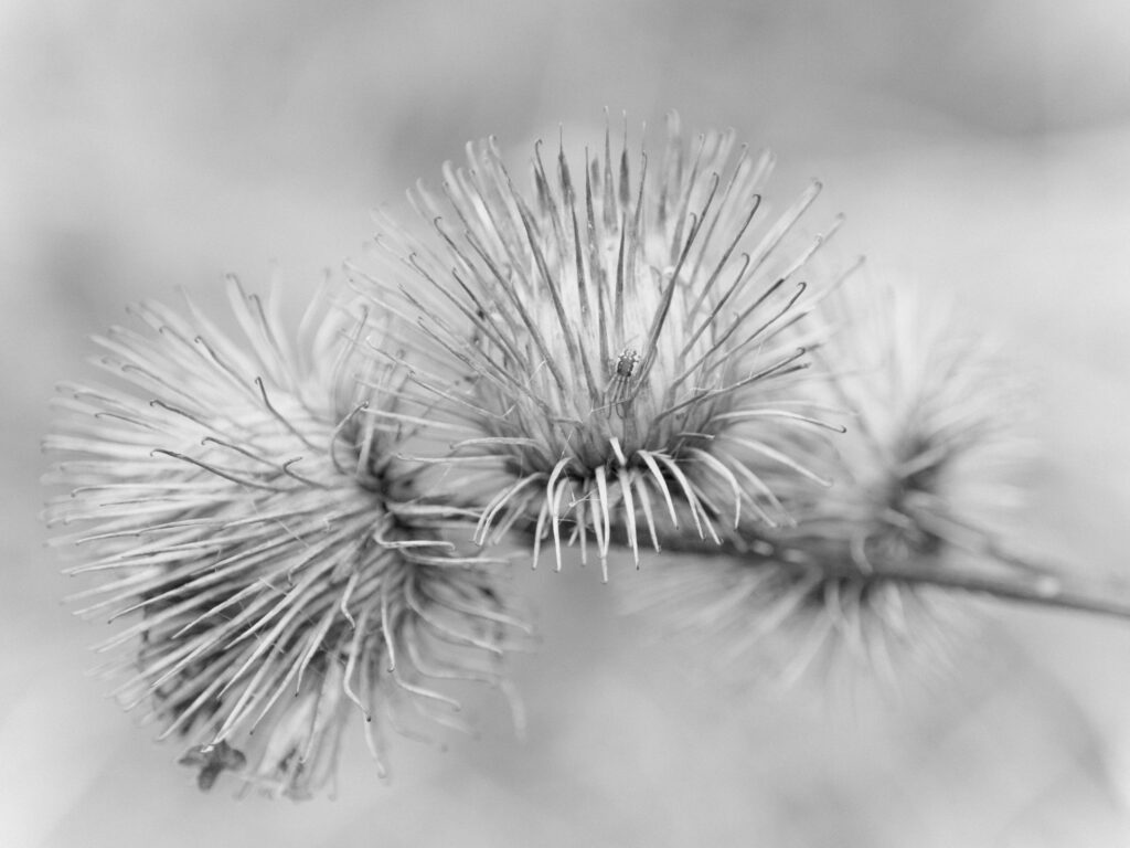 England, Tyne and Wear, Gibside Estate. Burdock Seed Heads located within woodland forming the Gibside Estate.