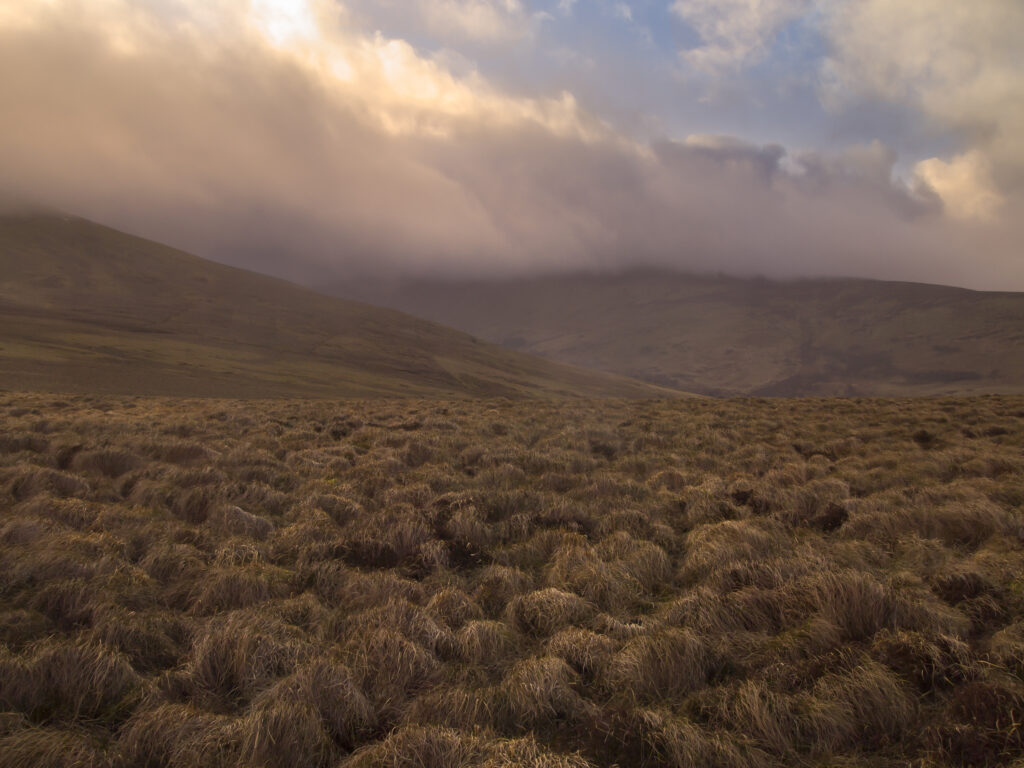 England, Northumberland, Northumberland National Park. Looking across the Harthope Valley towards the Cheviot, from the upper slopes of the Cheviot Hills.