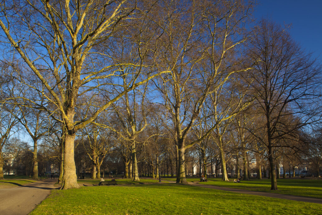 England, London, Green Park. Late afternoon light illuminates Green Park during the spring months. Buckingham Palace can be seen in the distance.