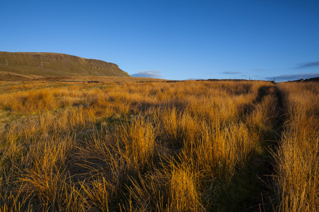 England, North Yorkshire, Yorkshire Dales National Park. Last light on Horton Moor in the Pennines, with the distinctive peak of Pen-y-ghent in the distance.