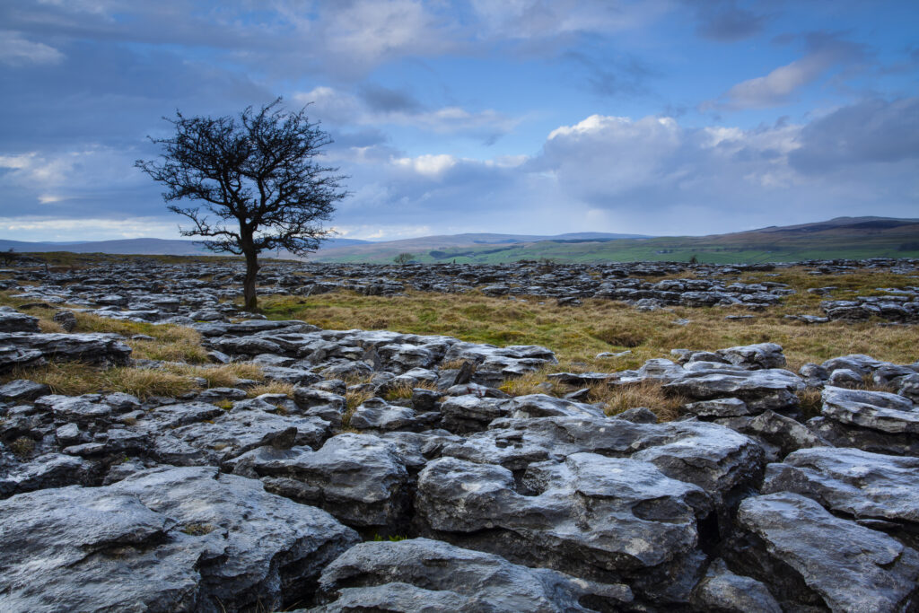 England, North Yorkshire, Yorkshire Dales National Park. Lone tree and limestone pavement in the area known as Moughton Scars near the small village of Horton in Ribblesdale.