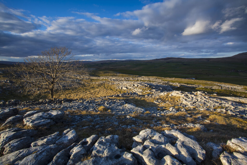England, North Yorkshire, Yorkshire Dales National Park. Lone tree and limestone pavement in the area known as Moughton Scars near the small village of Horton in Ribblesdale.