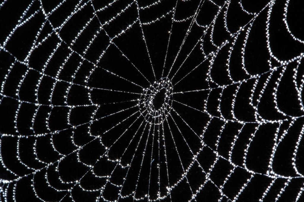 England, Northumberland, Spiders Web. Water doplets from a heavy mist and fog on a spiders web in Northumberland.
