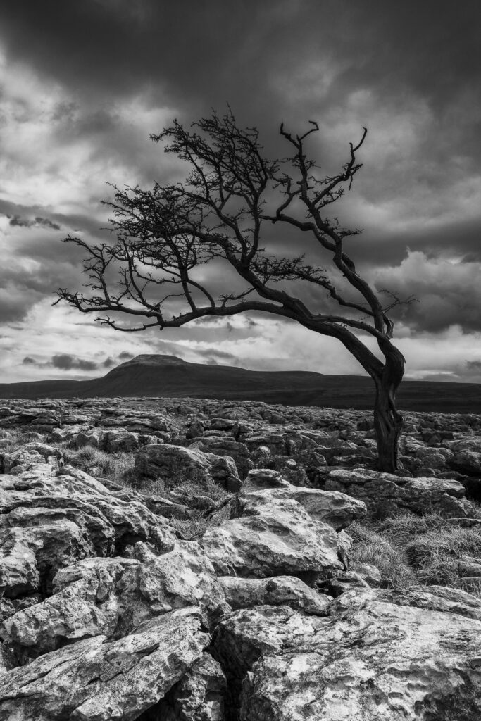 England, North Yorkshire, Twisleton Scar. Limestone pavement and Hawthorn Tree at Twisleton Scar in the Yorkshire Dales National Park.