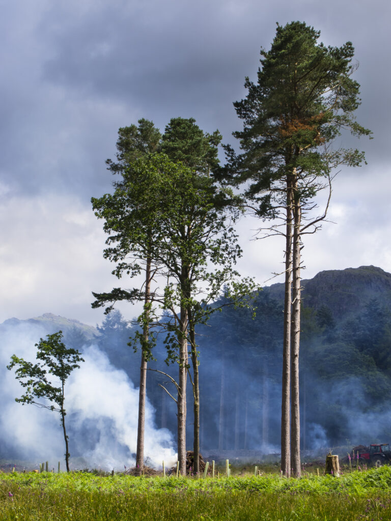 England, Cumbria, Lake District National Park. Tree felling and burning at woodland near Eskdale Green in Cumbria.