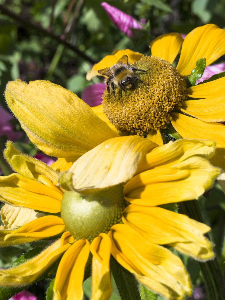 England, Scottish Borders, Floors Castle. Bumble Bee on a flower in the walled garden at Floors Castle near Kelso.