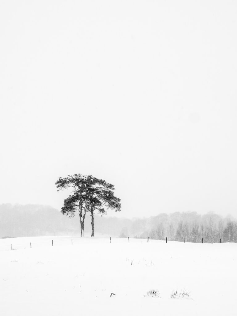 England, Northumberland, Tynedale. Trees in a snow storm in rural Northumberland near Hexham.