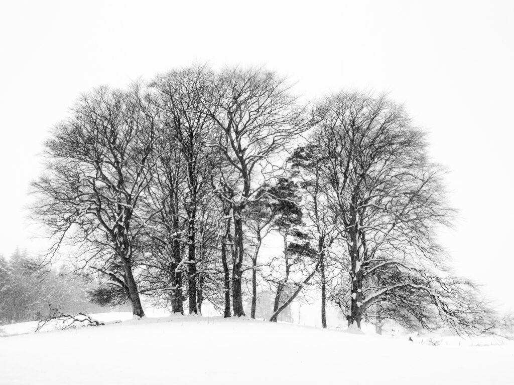 England, Northumberland, Tynedale. Trees in a snow storm in rural Northumberland near Hexham.