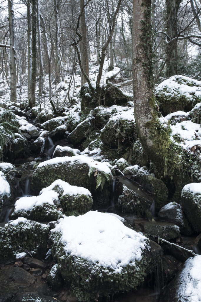 England, Northumberland, Allen Banks. Small stream running through snow covered woodland in the Allen Banks and Staward Gorge National Trust Estate.