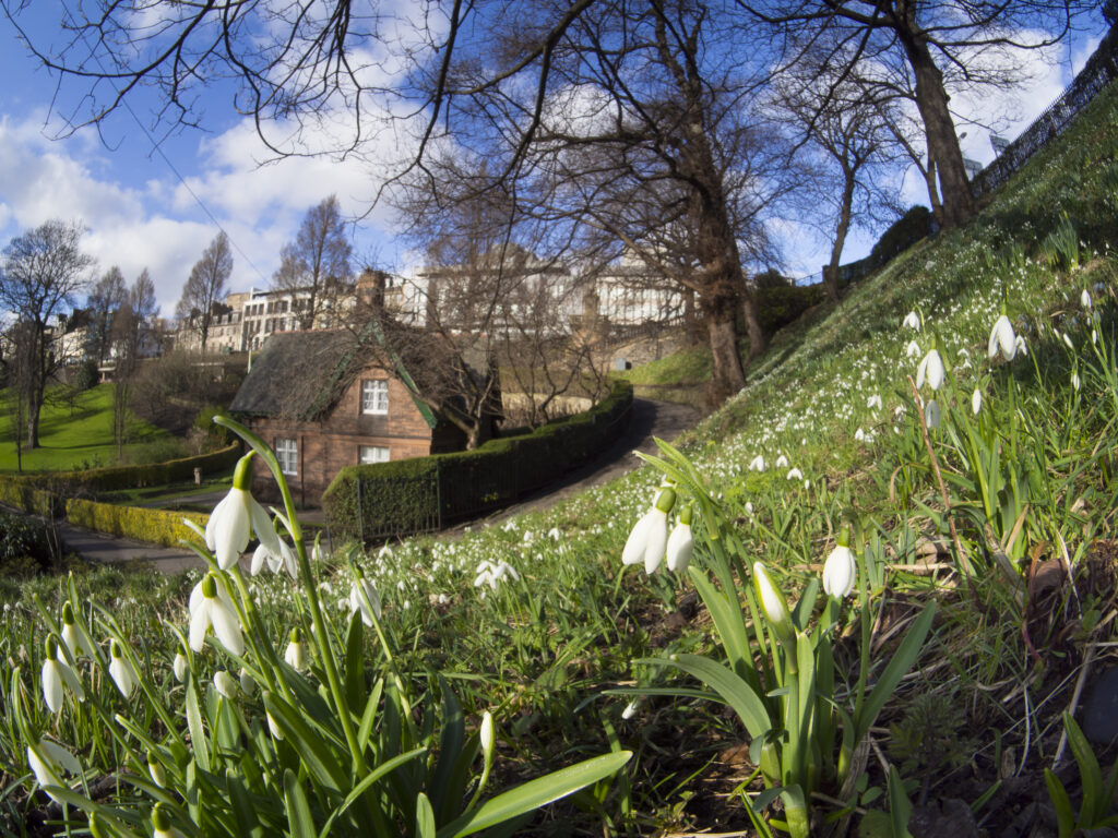 Scotland, Edinburgh, Princes Street Gradens. Snowdrop flowers in Princes Street Gardens, created in the 1820's when the Nor Loch was drained.