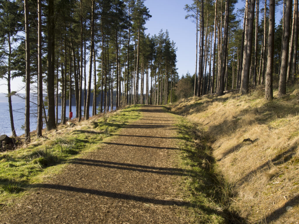 England, Northumberland, Kielder Water & Forest Park. Forestry commission woodland near Kielder Water.