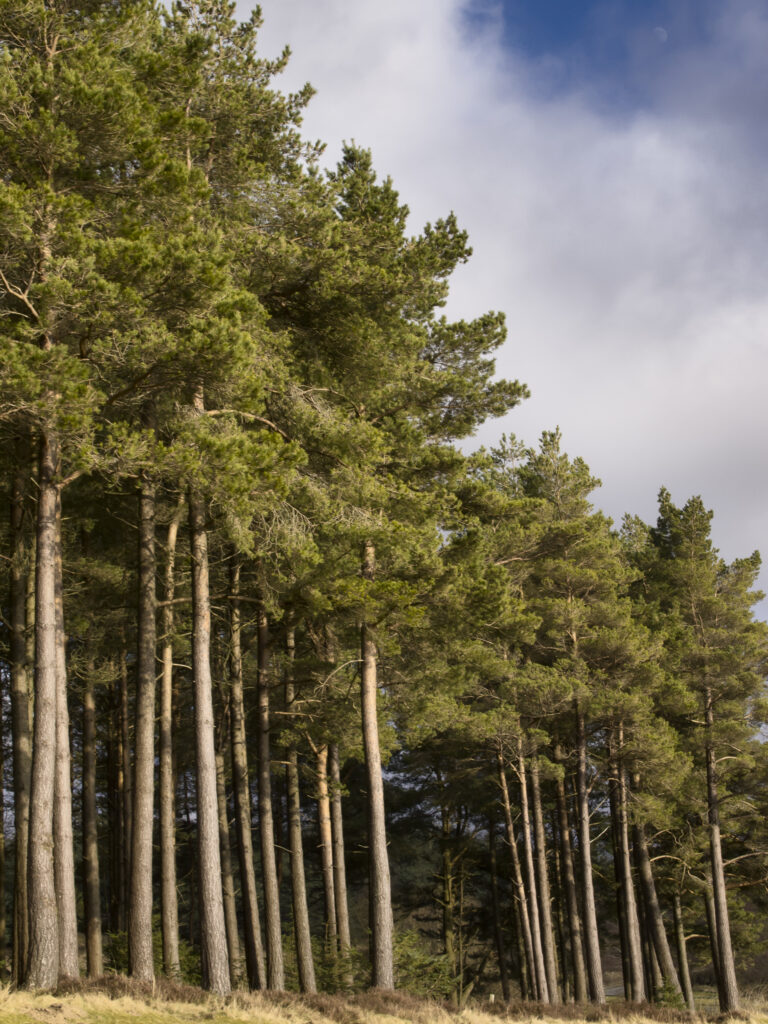 England, Northumberland, Kielder Water & Forest Park. Forestry commission woodland near Kielder Water.
