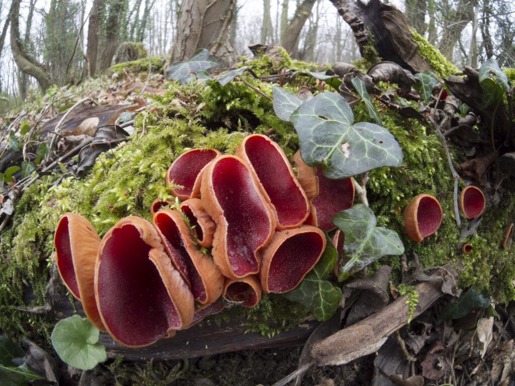 Scarlet Elfcup Fungus (Sarcoscypha austriaca) growing in Plessey Woods Country Park, Northumberland, UK.