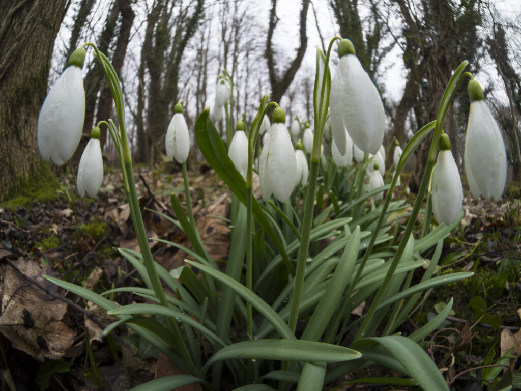 England, Northumberland, Plessey Woods Country Park. Common Snowdrop (Galanthus nivalis) growing in Plessey Woods Country Park.