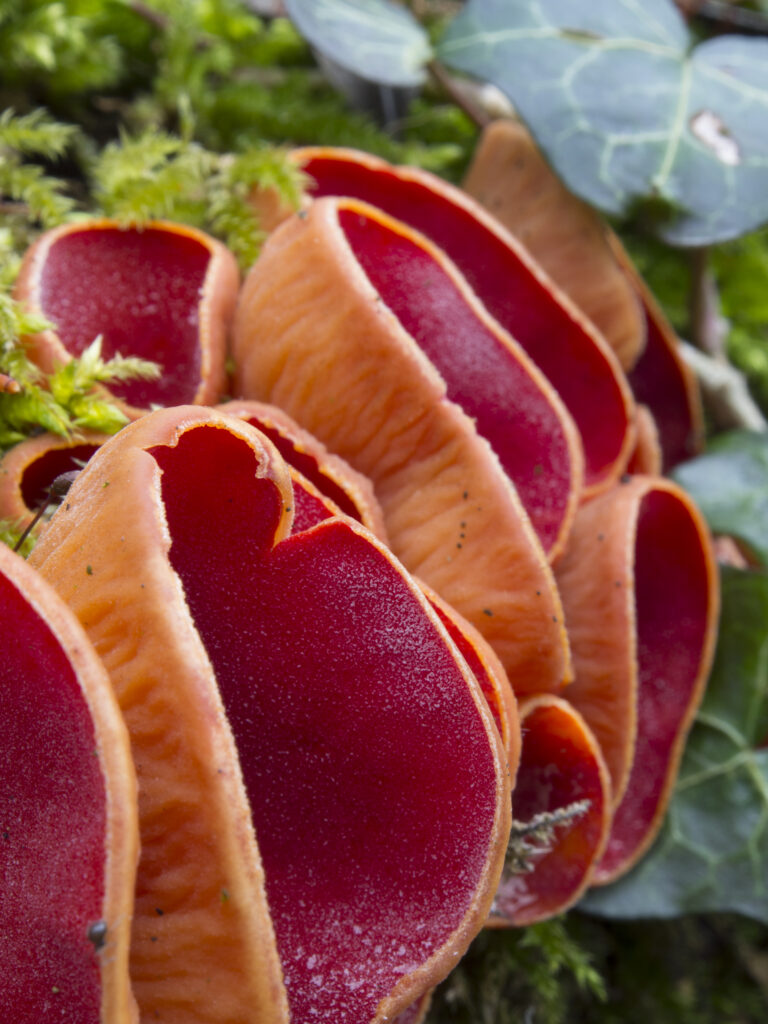 Scarlet Elfcup Fungus (Sarcoscypha austriaca) growing in Plessey Woods Country Park, Northumberland, UK.