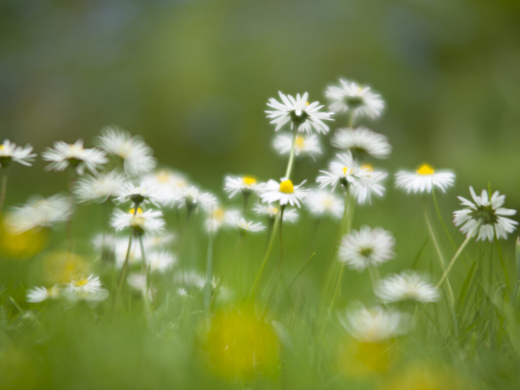 England, Northumberland, Daisy Flowers. Daisies growing in a garden in Northumberland during the summer.