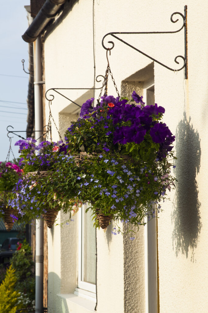 England, Northumberland, Lindisfarne / Holy Island. Hanging basket of summer flowers on a house in the village.