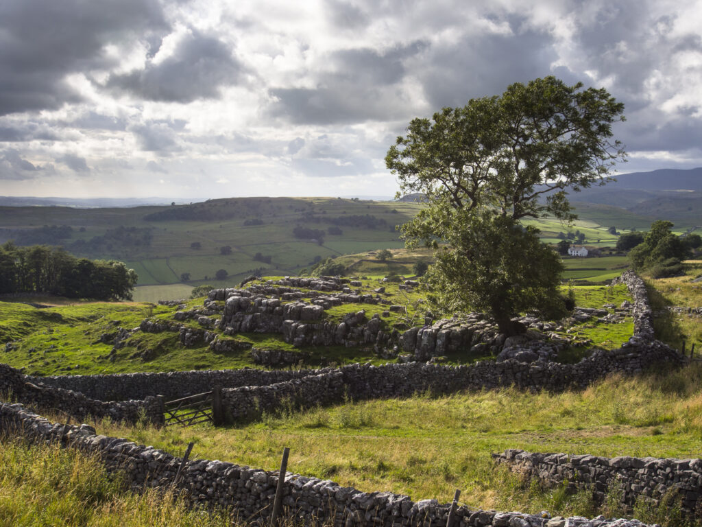 England, Yorkshire, Yorkshire Dales National Park. Tree and traditional dry-stoned wall near Winskill Stones in the Yorkshire Dales.