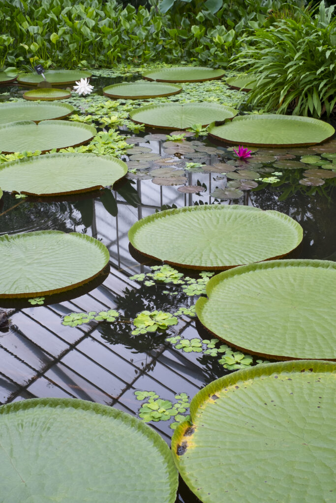 Scotland, Edinburgh, Royal Botanic Garden Edinburgh. Water lily growing on the pond in The Plants and People Glasshouse.