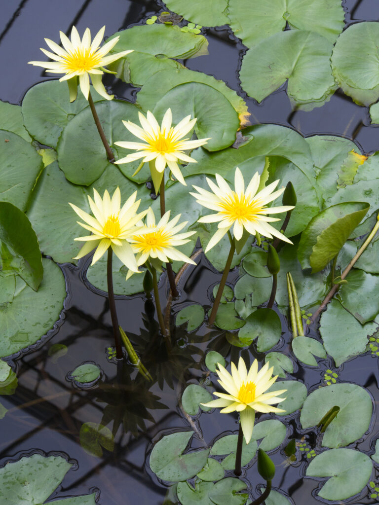 Scotland, Edinburgh, Royal Botanic Garden Edinburgh. Water Lillies (Nymphaea St Louis Gold) growing on the pond in The Plants and People Glasshouse.