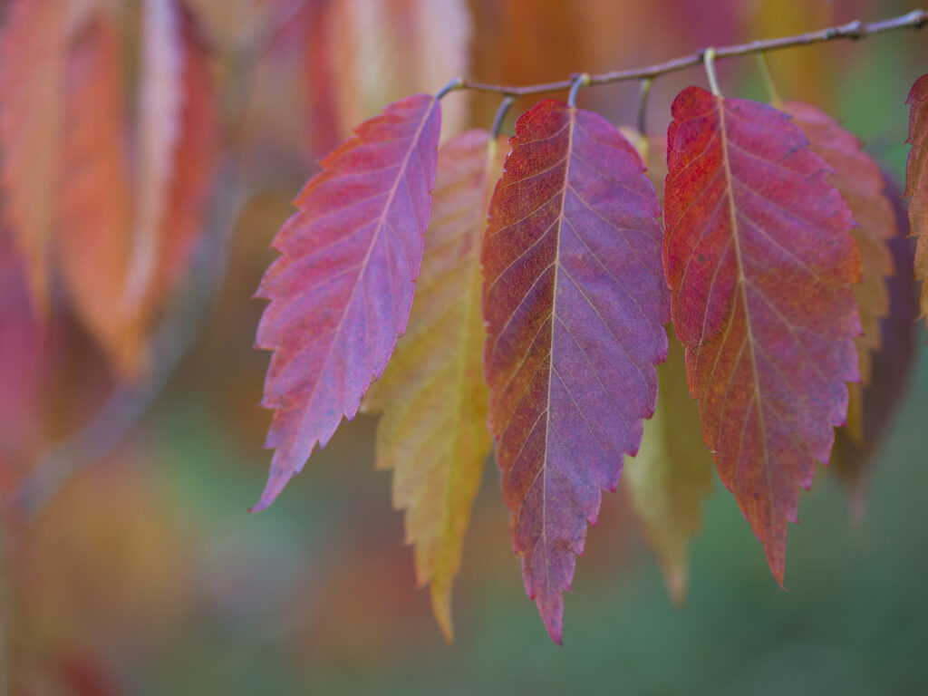 England, County Durham, East Durham College Arboretum. Autumn / fall colours of the Zelkova Serrata - keyaki or Japanese zelkova (Ulmaceae) tree.