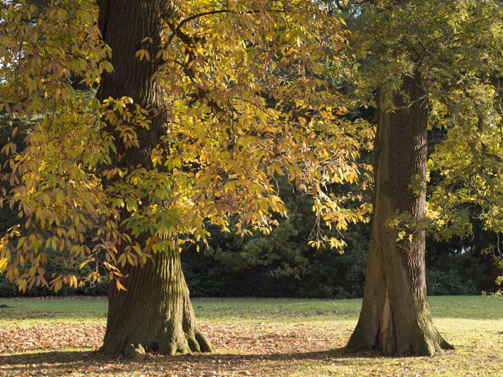 England, Nottinghamshire, Clumber Park. Autumn colours as Clumber Park, a popular National Trust property on the edge of the historic Sherwood Forest.
