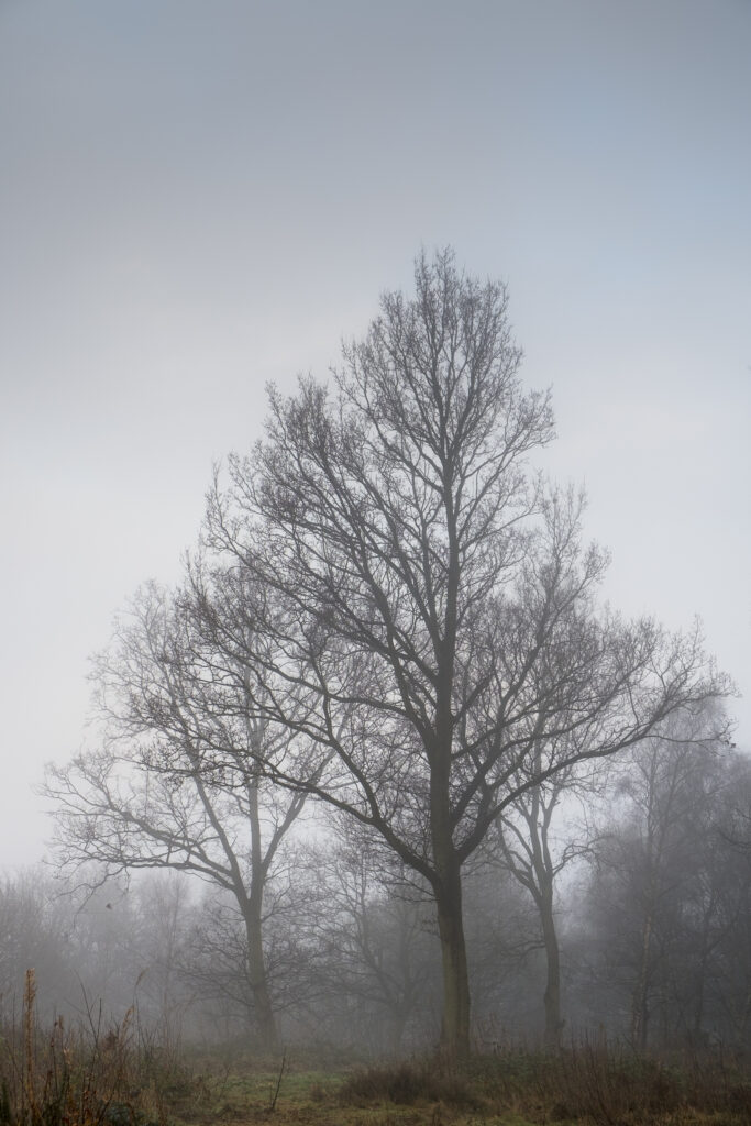 England, West Midlands, Baggeridge Country Park. Trees in mist on common land near Dudley.
