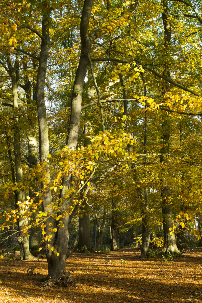 England, Northumberland, Bolam Lake Country Park. Fall colours during autumn, at a forest in Bolam Lake Country Park in Northumberland.