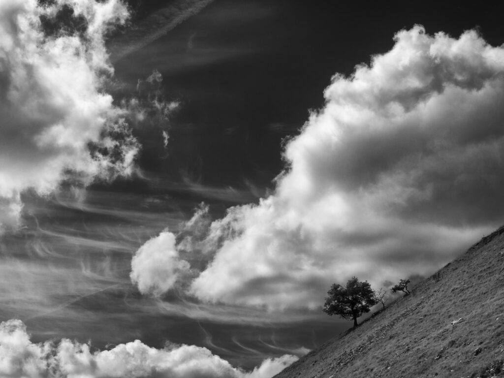 England, North Yorkshire, Yorkshire Dales National Park. Lone tree above Gordale Scar, a limestone ravine near Malham Cove in the Yorkshire Dales National Park