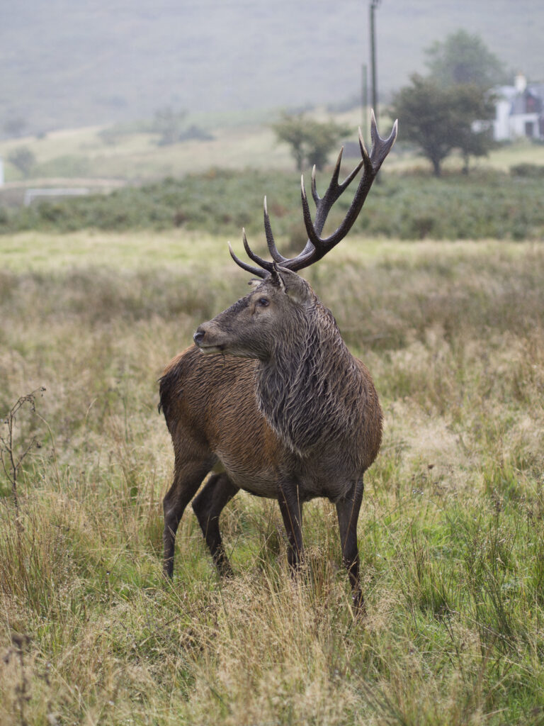 Scotland, North Ayrshire, Isle of Arran. Red Deer Stag during th rutting season, at Lochranza on the Isle of Arran.