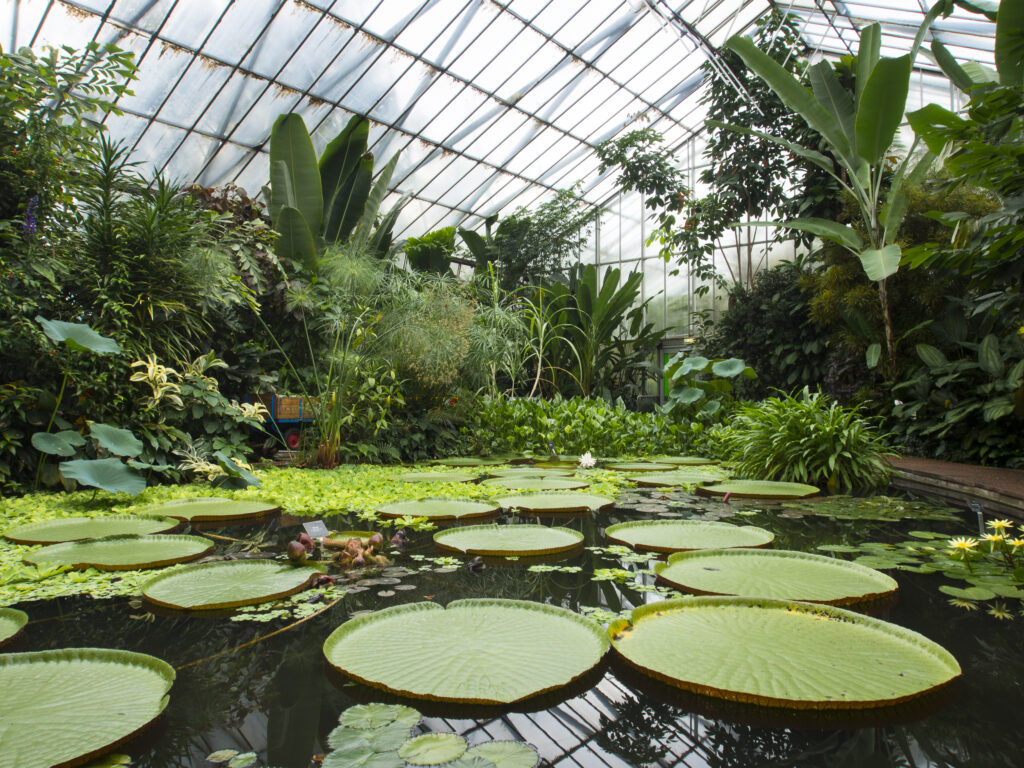 Scotland, Edinburgh, Royal Botanic Garden Edinburgh. Water lily growing on the pond in The Plants and People Glasshouse.