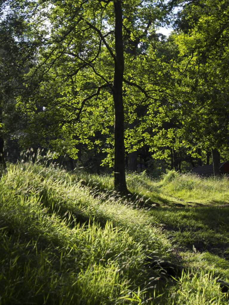 England, Cumbria, Lake District National Park. Tree in the Low Wray woodland campsite near Ambleside in the Lake District.