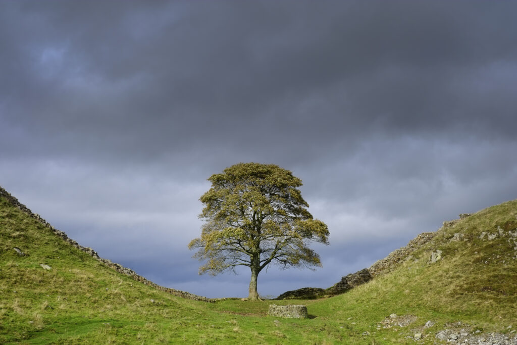 England, Northumberland, Sycamore Gap, Northumberland National Park. Sycamore Gap, a famous landmark along Hadrians Wall in the Hadrians Wall World Heritage Site.