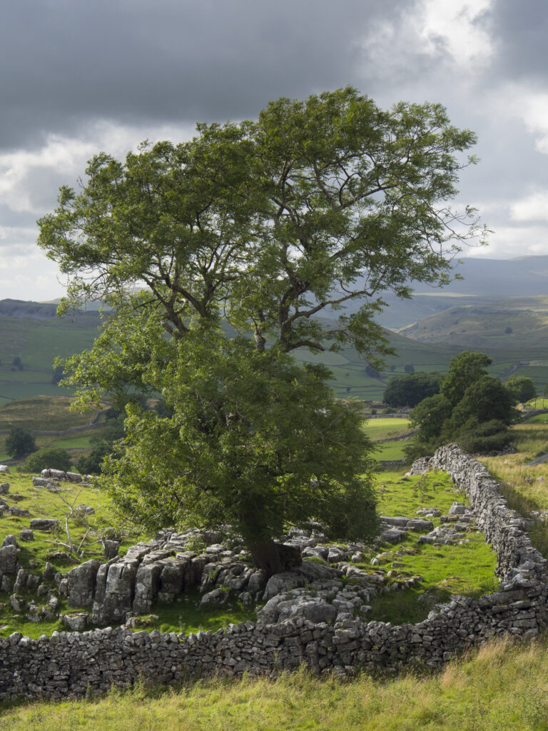 England, Yorkshire, Yorkshire Dales National Park. Tree and traditional dry-stoned wall near Winskill Stones in the Yorkshire Dales.