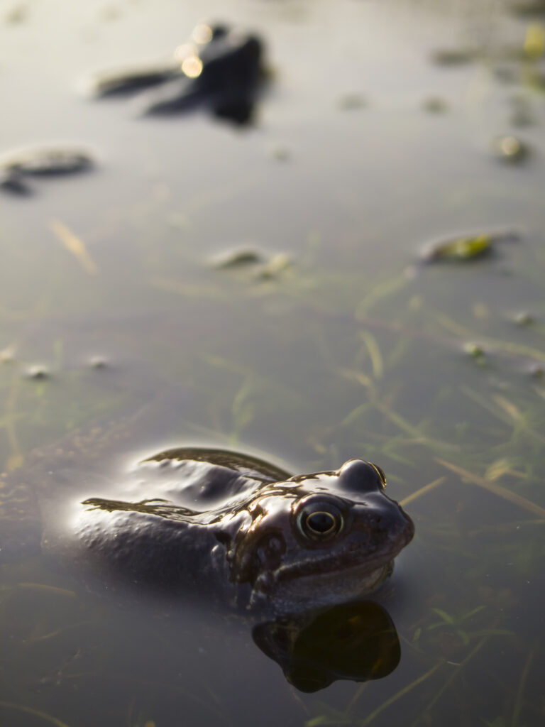 England, Newcastle Upon Tyne. Gosforth. A European common brown frog (Rana temporaria) during the mating period photographed at the Northumberland Wildlife Trust Headquarters / Nature Reserve in Gosforth.