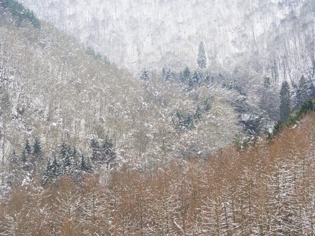 England, Northumberland, Allen Banks & Staward Gorge. Winter view of a snow covered Pine Tree Forest Plantation in the Staward Gorge National Trust Area.