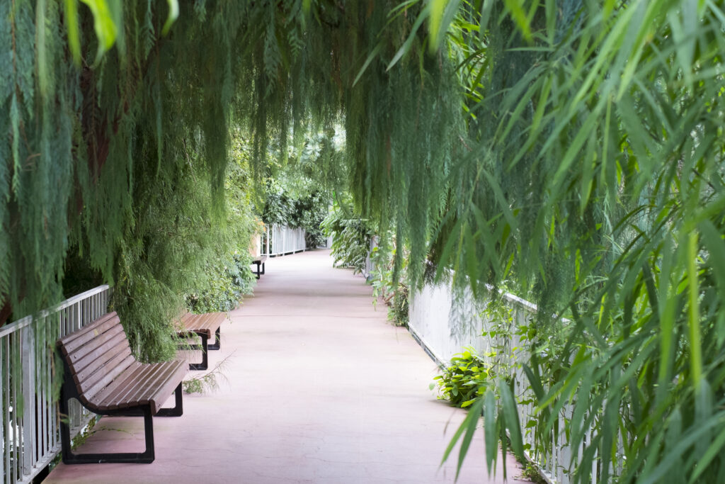 Scotland, Edinburgh, Royal Botanic Garden Edinburgh. The Temperate House - Elevated Walkway through the Royal Botanic Glasshouse.
