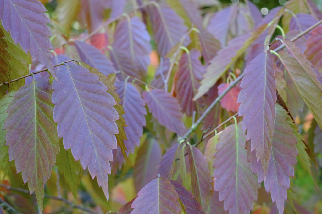 England, County Durham, East Durham College Arboretum. Autumn / fall colours of the Zelkova Serrata - keyaki or Japanese zelkova (Ulmaceae) tree.