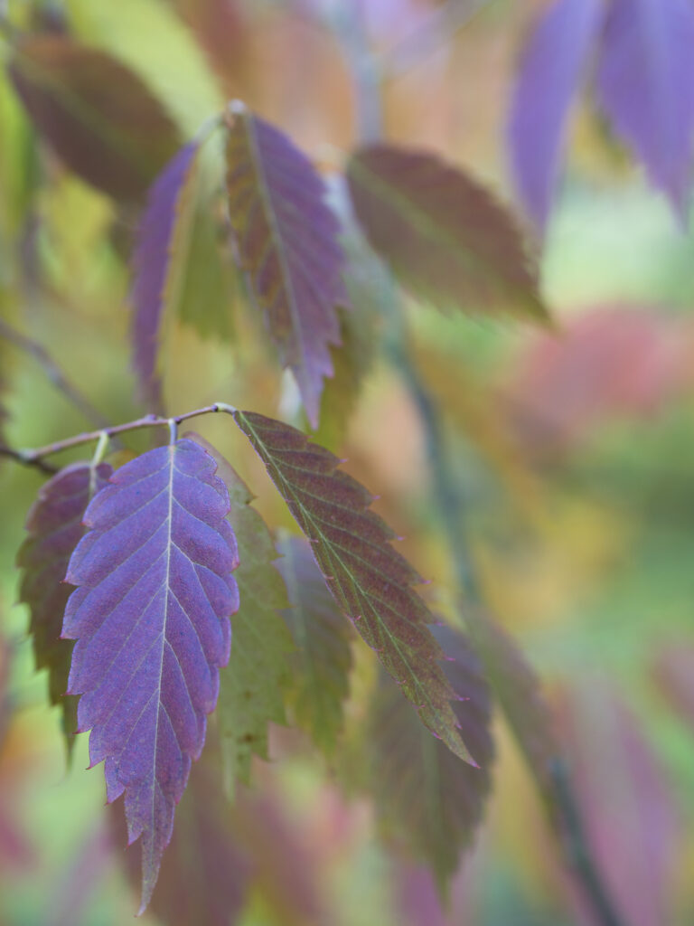 England, County Durham, East Durham College Arboretum. Autumn / fall colours of the Zelkova Serrata - keyaki or Japanese zelkova (Ulmaceae) tree.