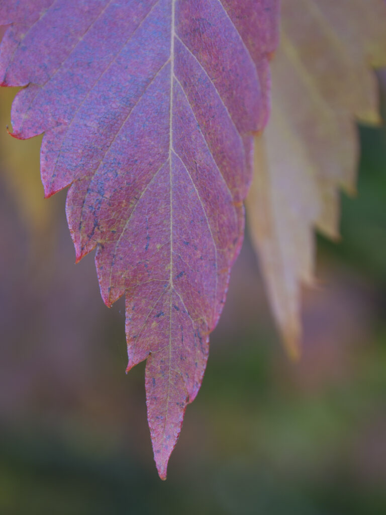 England, County Durham, East Durham College Arboretum. Autumn / fall colours of the Zelkova Serrata - keyaki or Japanese zelkova (Ulmaceae) tree.