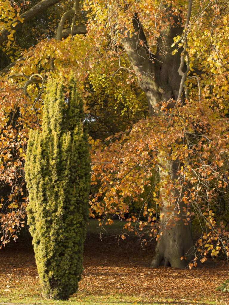 England, Nottinghamshire, Clumber Park. Autumn colours as Clumber Park, a popular National Trust property on the edge of the historic Sherwood Forest.