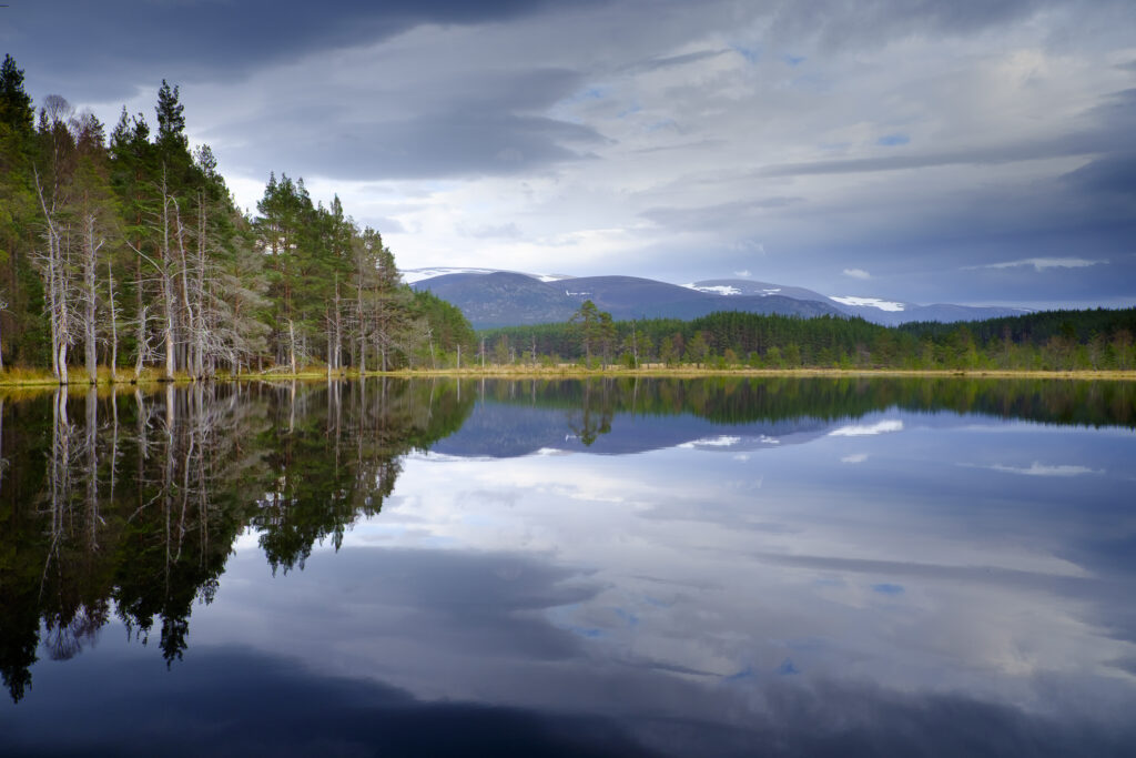 Scotland, Scottish Highlands, Cairngorms National Park. Native forest reflected upon the still loch waters of the Uath Lochans in Inshriach Forest near Kincraig, Strathspey
