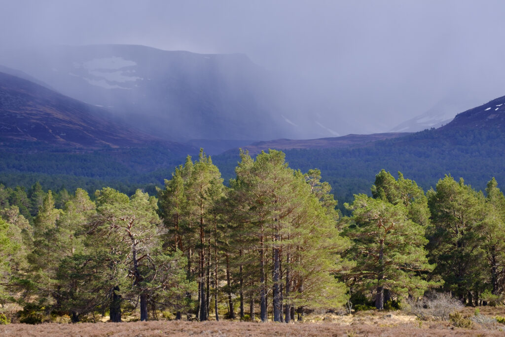 Scotland, Scottish Highlands, Cairngorms National Park. The Caledonian Forest of the Rothiemurchus estate with the Cairngorm Mountains in the distance engulfed in a rain / snow storm.