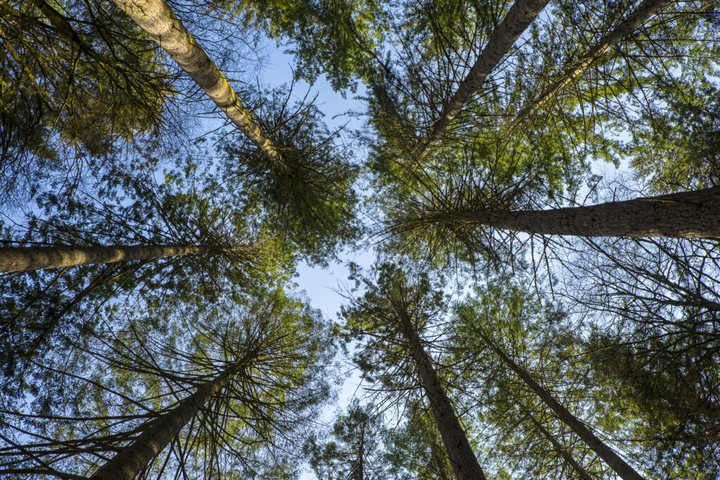 Scotland, Scottish Highlands, Cairngorms National Park. The forest canopy of the ancient Caledonian Forest of the Rothiemurchus estate.