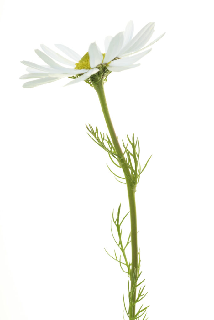 England, Northumberland, Warkworth. Leucanthemum vulgare, the ox-eye daisy or oxeye daisy growing in a field near Warkworth on the Northumberland Heritage Coast.