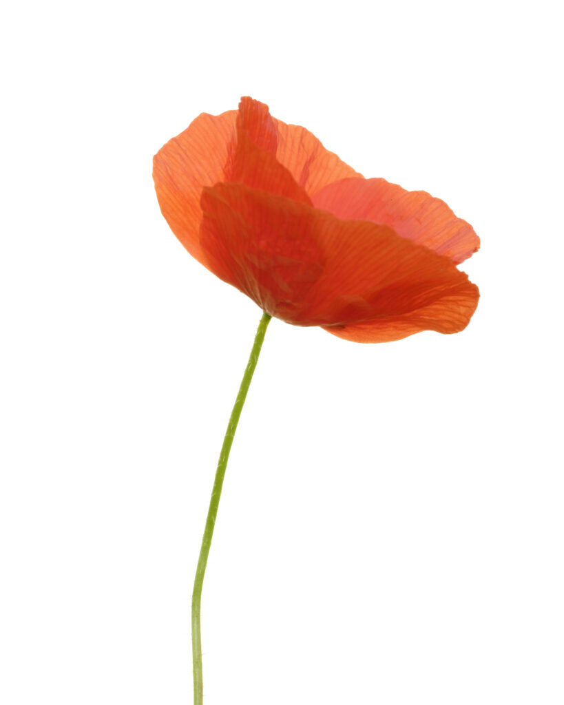 England, Northumberland, Warkworth. Field or Corn poppy (Papaver rhoeas) growing in a field near Warkworth on the Northumberland Heritage Coast.