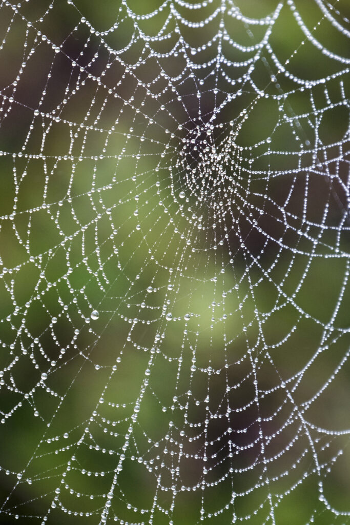 England, Northumberland, Spiders Web. Water doplets from a heavy mist and fog on a spiders web in Northumberland.