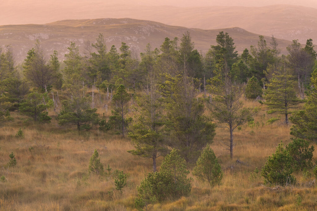 Scotland, The Isle of Lewis, Aline Community Woodland. Early morning light on the Aline Community Woodland located on the Isle of Lewis, part of the chain of islands known as the Outer Hebrides.